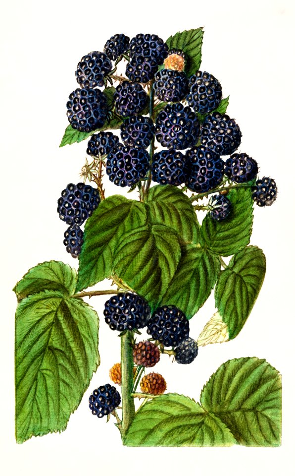 Black Raspberries Rubus Occidentalis 1908 By Ellen Isham Schutt