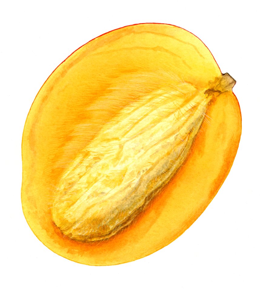 Vintage Halved Mango Illustration Digitally Enhanced Illustration From