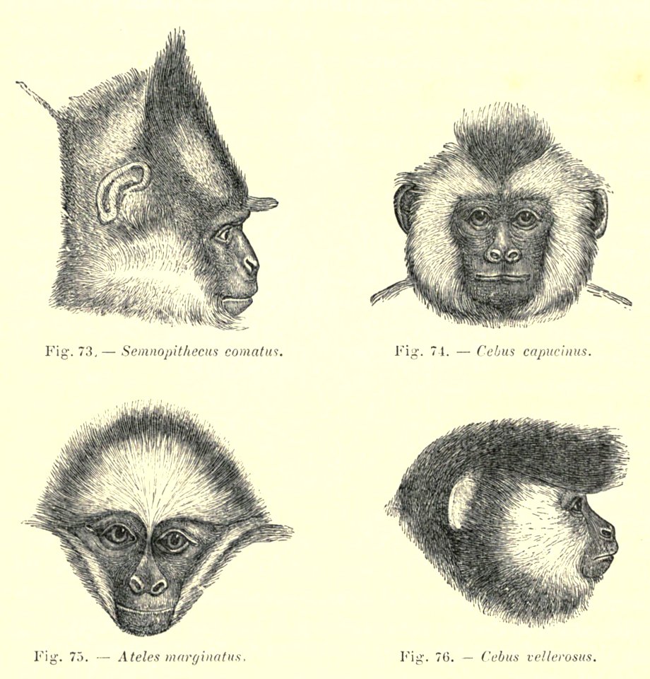 Darwin La Descendance De L Homme 1881 Page 602abcd Free Stock