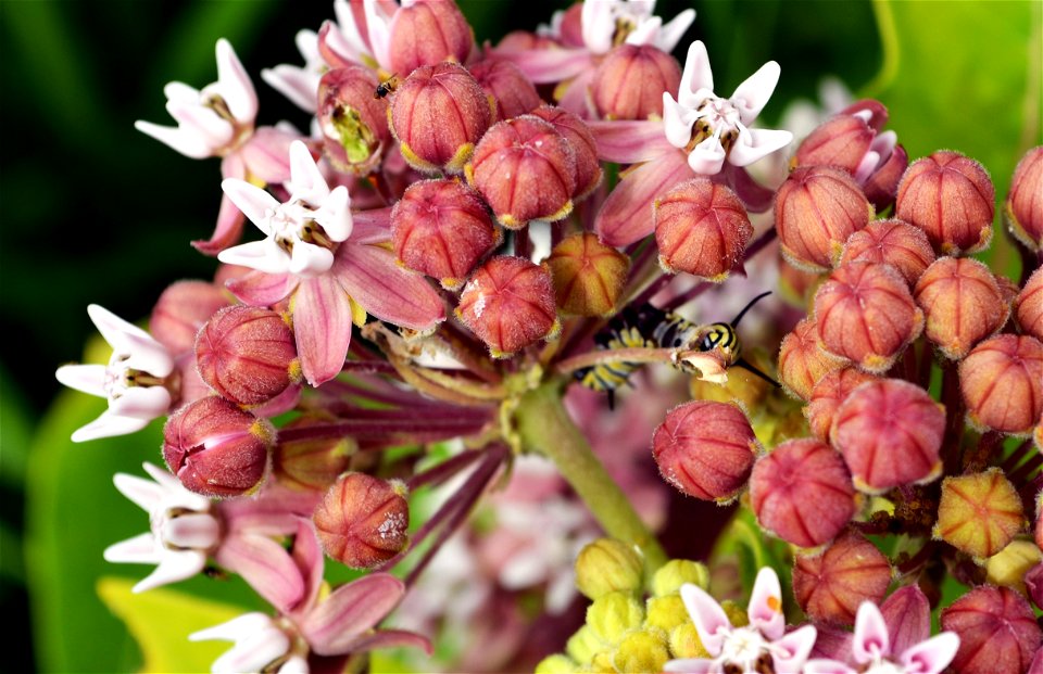 Monarch Caterpillar On Common Milkweed Free Photos On Creazilla