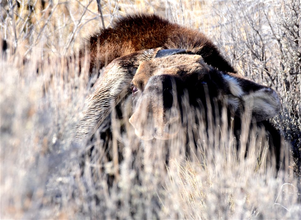 Moose At Seedskadee National Wildlife Refuge Free Photos On Creazilla