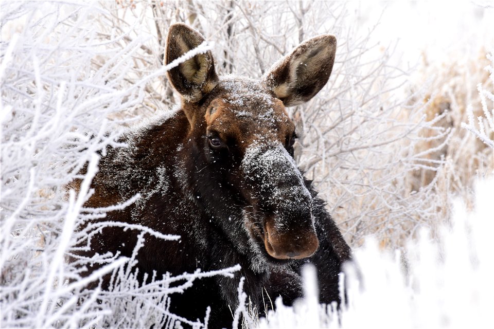 Moose At Seedskadee National Wildlife Refuge Free Stock Photos