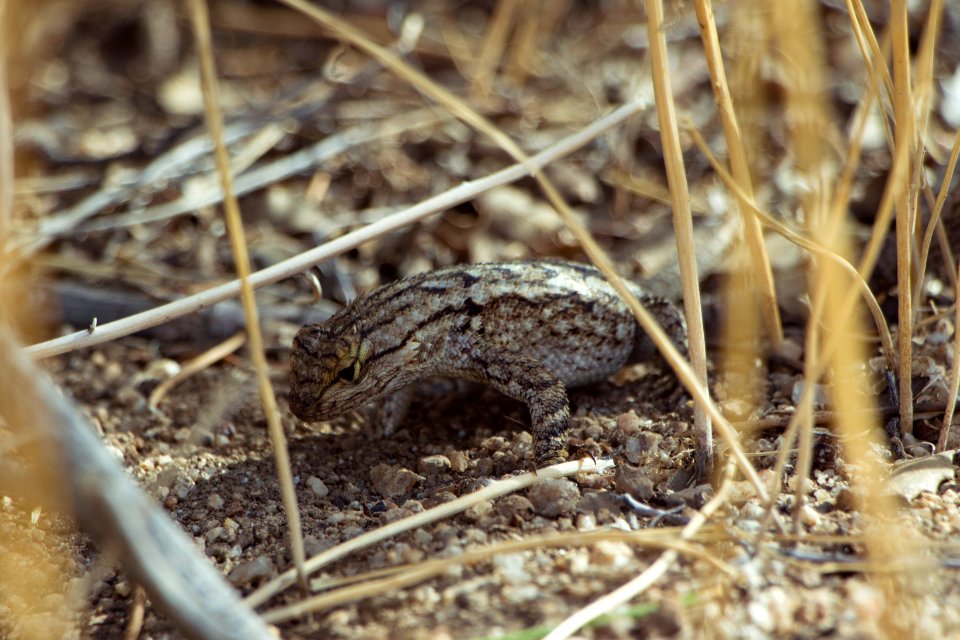 Western Fence Lizard Sceloporus Occidentalis Free Photos On