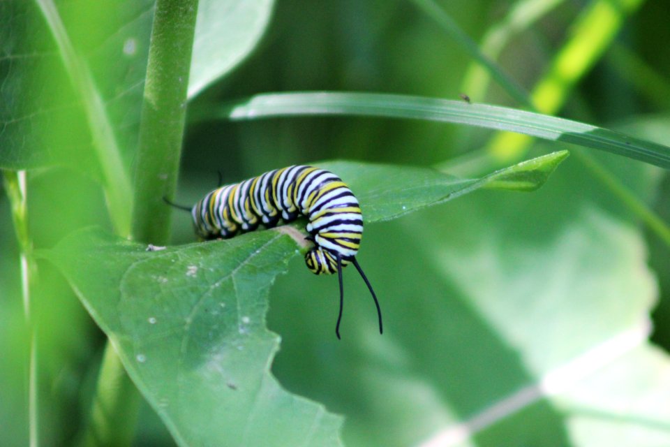 Monarch Caterpillar On Common Milkweed Free Photos On Creazilla