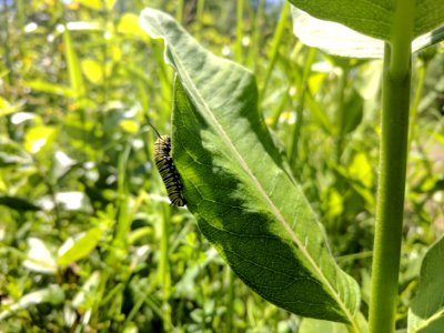 Monarch Caterpillar On Common Milkweed Free Photos On Creazilla