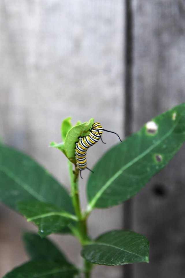 Monarch Caterpillar On Common Milkweed Free Stock Photos Creazilla