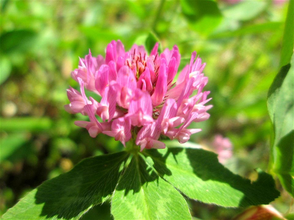 Wiesen Klee Trifolium Pratense In Brebach Free Photos On Creazilla