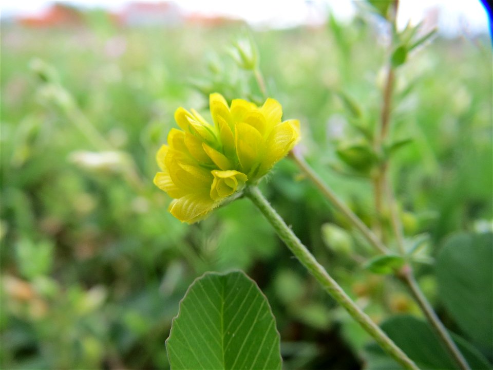 Feld Klee Trifolium Campestre In Hockenheim Talhaus Free Photos On