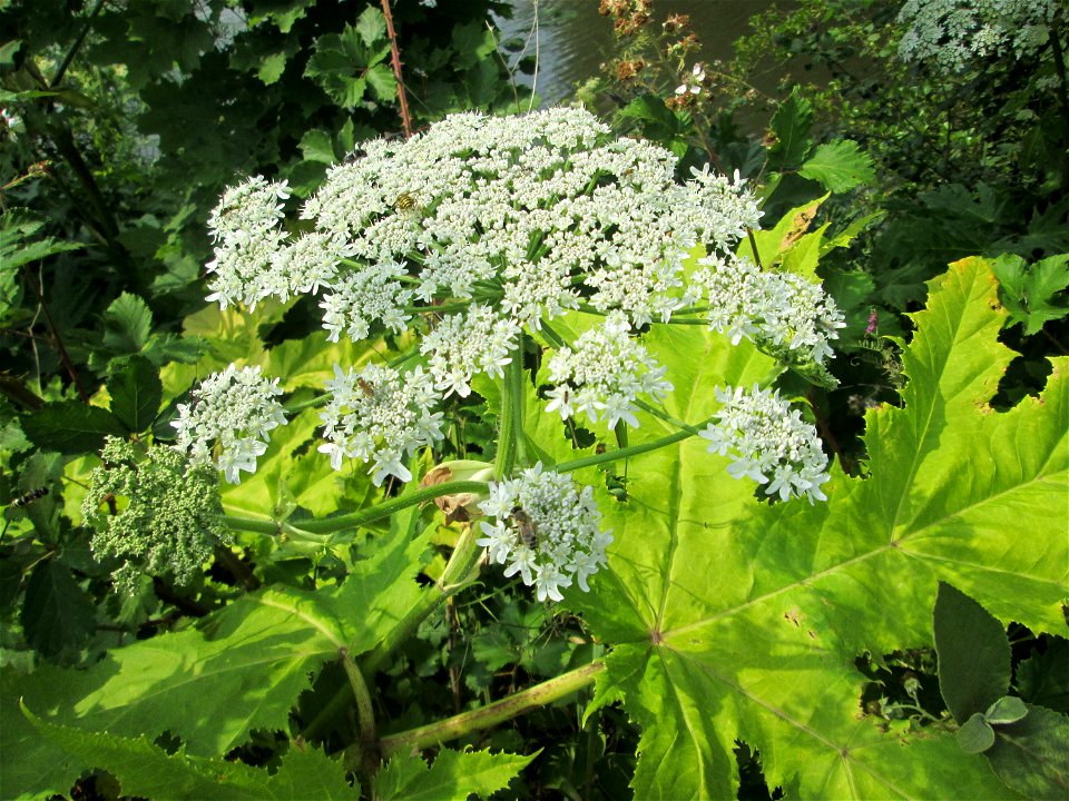 Riesen B Renklau Heracleum Mantegazzianum Beim Osthafen Saarbr Cken