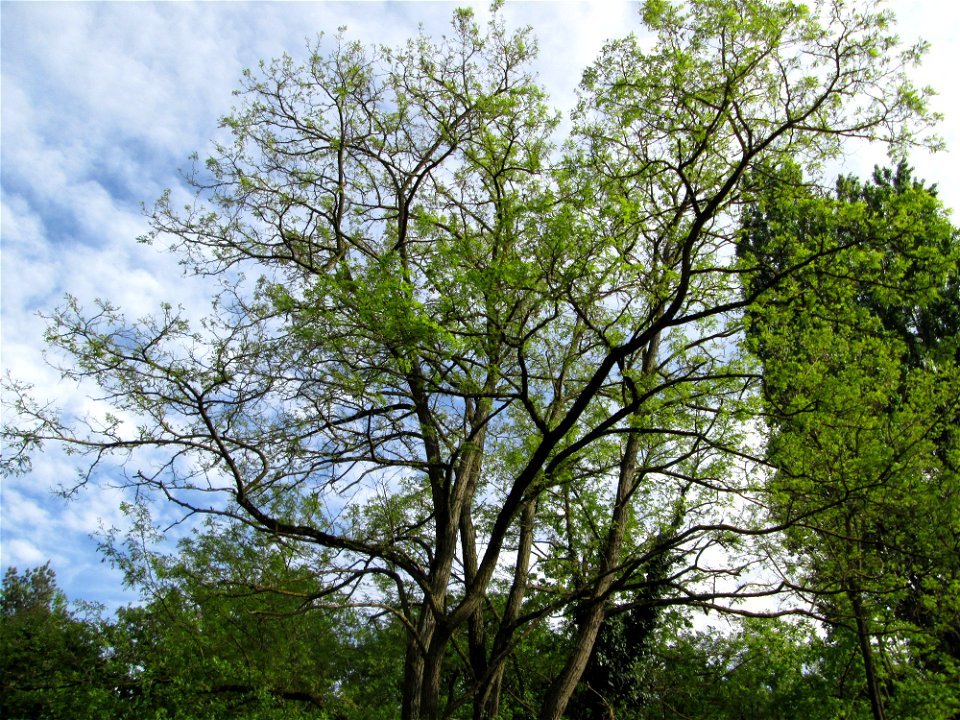 Gewöhnliche Robinie Robinia pseudoacacia in Hockenheim Free photos