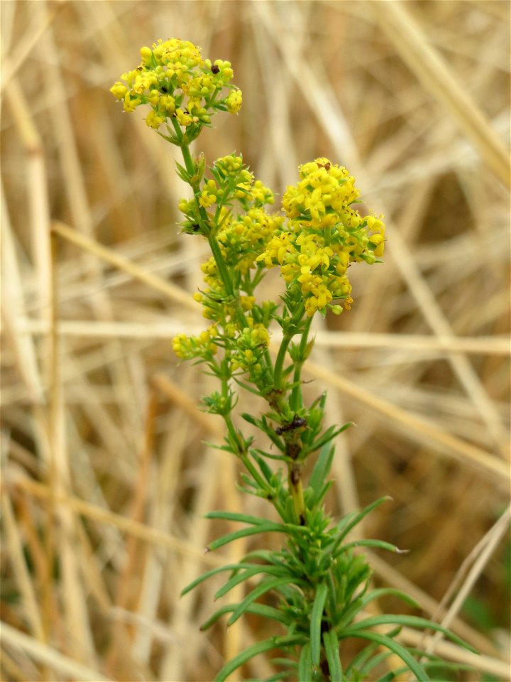 Echtes Labkraut Galium Verum Im Hockenheimer Rheinbogen Free Photos