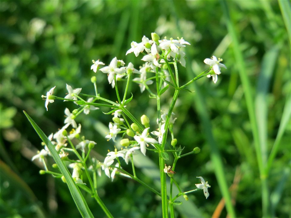 Wiesen Labkraut Galium Mollugo Bei Reilingen Free Photos On