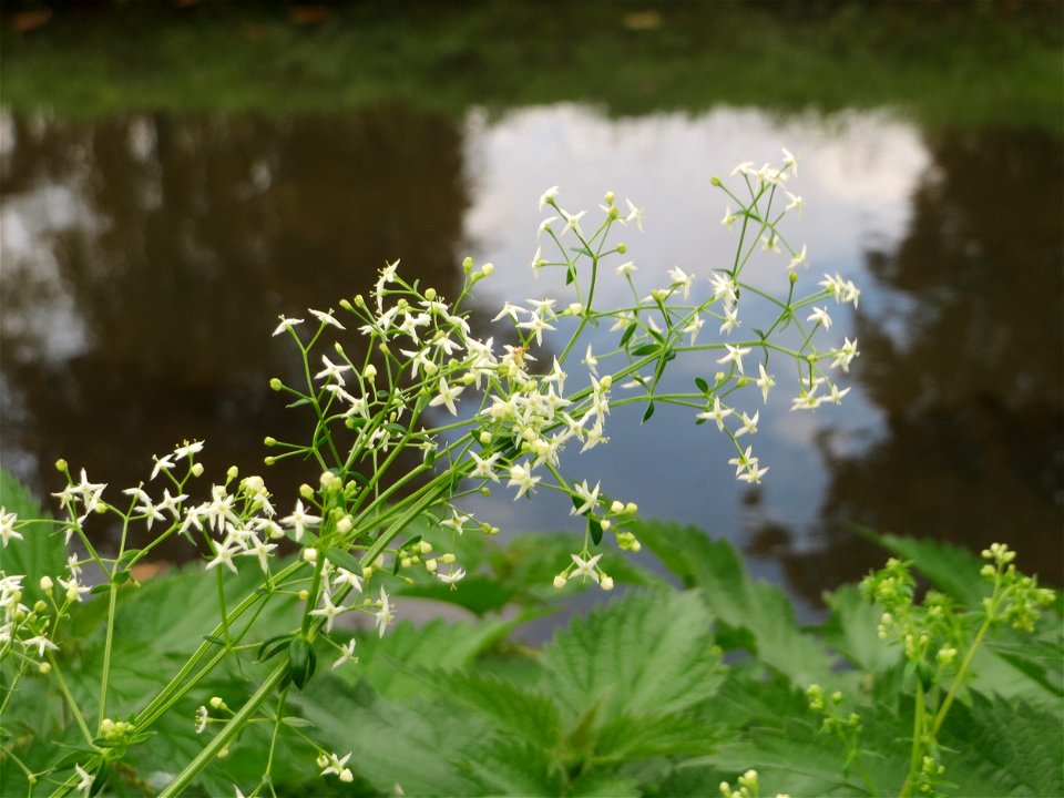 Wiesen Labkraut Galium mollugo am Zähringer Kanal Leimbach in