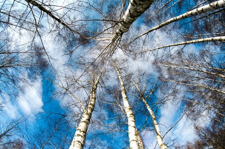 Blue Sky branch forest photo
