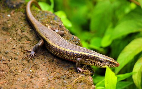 Avinash lizard blue tongue photo