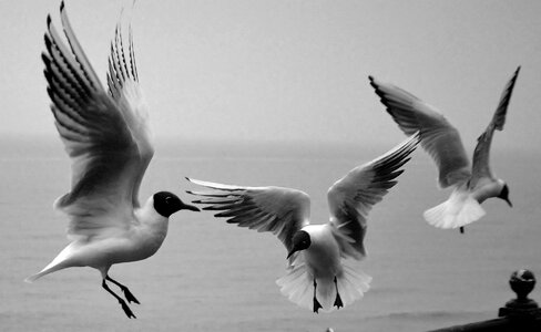 Three Seagulls in flight