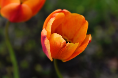 Bloom orange spring flower
