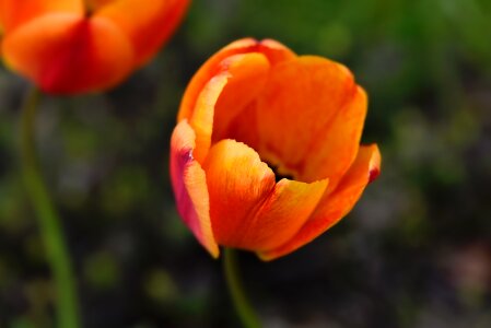Bloom orange spring flower photo