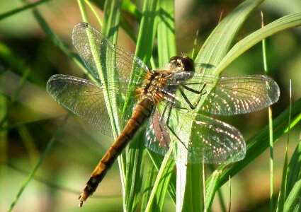 Insect detail wings