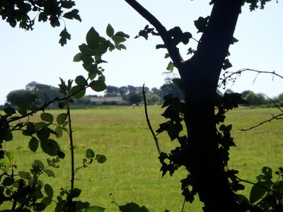 Grass field tree photo