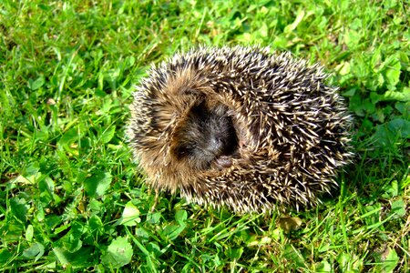 Nature rush animal