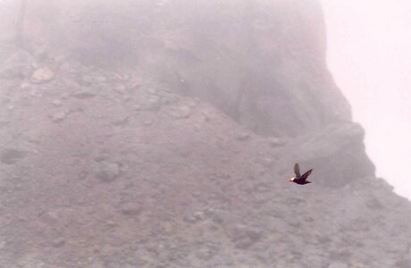 Flight Fratercula arctica Fratercula cirrhata