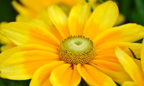 Nature blossom leaf photo