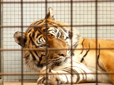 Captivity zoo imprisoned
