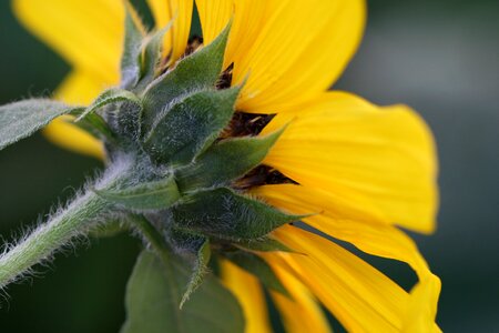 Yellow Flower Close Up photo