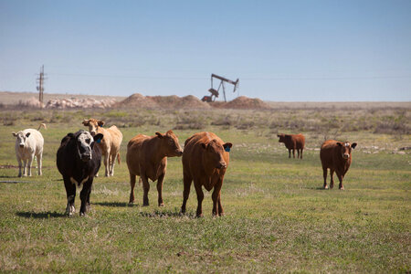 Cattle ranch-5