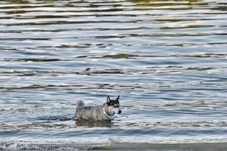 Bathing husky sled dog