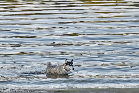 Bathing husky sled dog photo