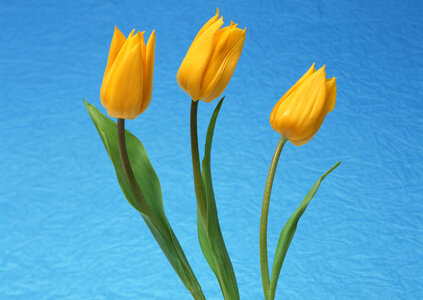 Three yellow tulip photo