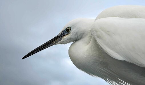 Animal avian beak photo