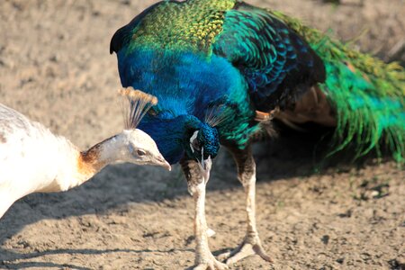 Peacock birds poultry