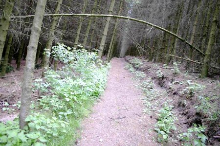 Estate forest road