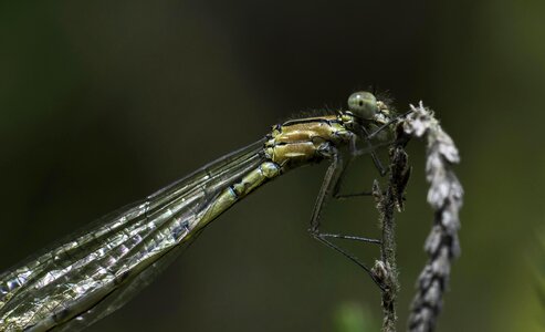 Animal arthropod daylight