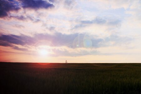 Field grass nature