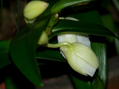 White flower blossom