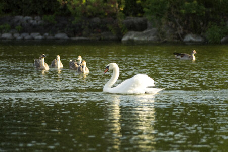 16 Swan photo