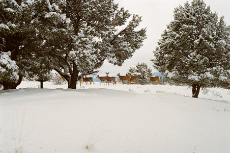 Deers snow snowy photo