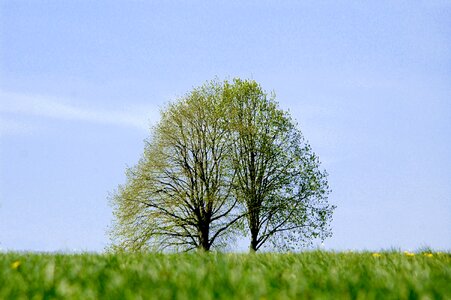Landscape meadow nature
