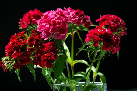 Red pink ornamental plant