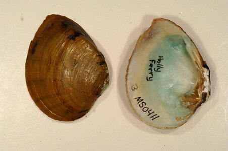 Ellipsaria lineolata-4