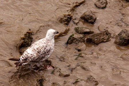 Bird gull ocean photo