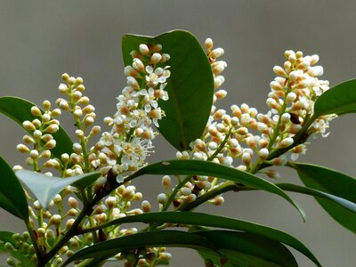 Bloom white plant