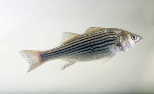 Striped bass-3