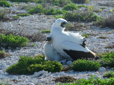 Masked Booby and chick
