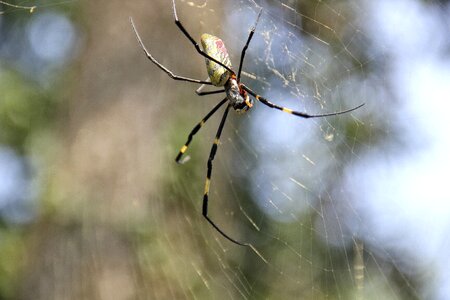 Animal arachne cobweb