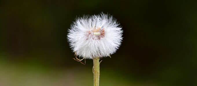 Seeds nature close up photo